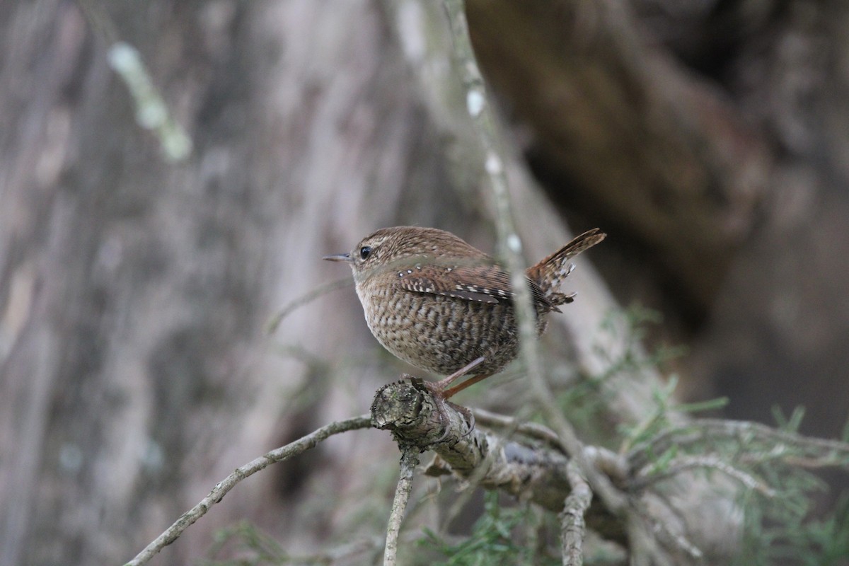 Winter Wren - ML647036567