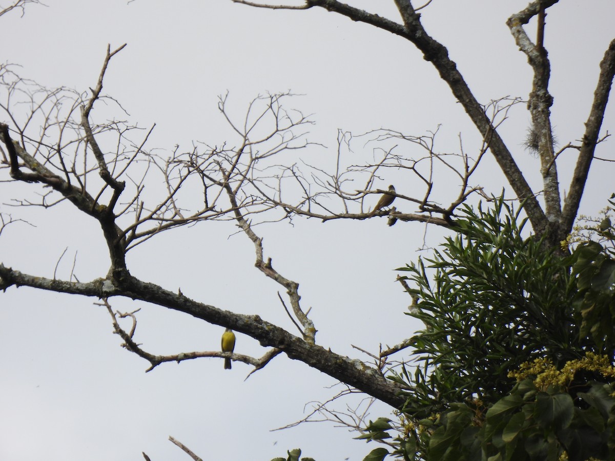 Social Flycatcher - ML647036584