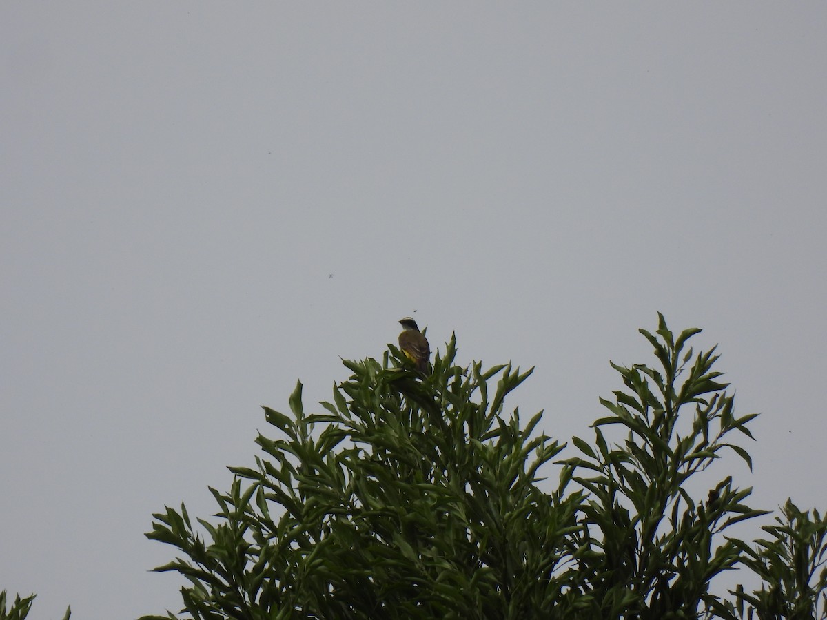 Social Flycatcher - ML647036585