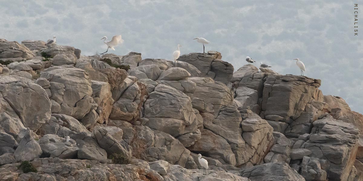 Great Egret - ML647036586