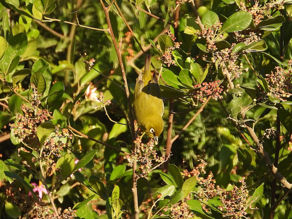 Kapbrillenvogel (capensis) - ML647036588