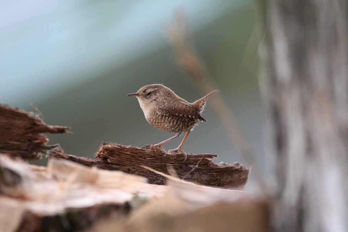 Winter Wren - ML647036589