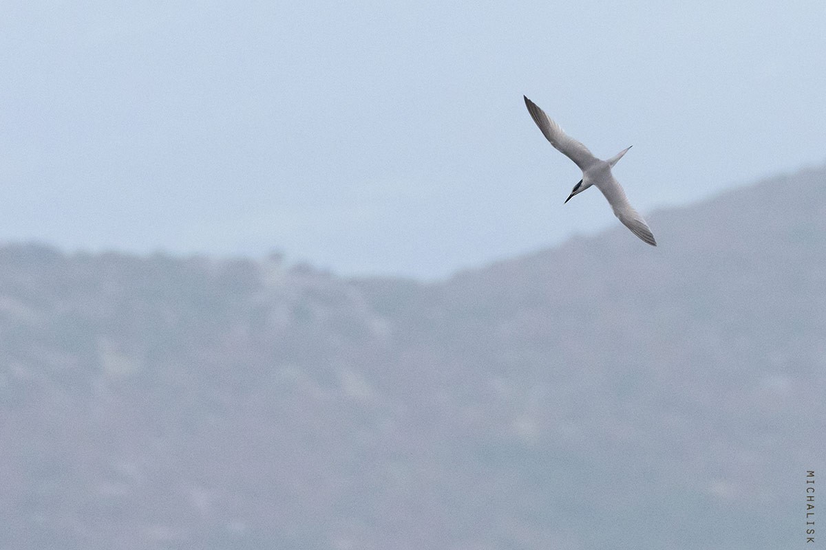 Sandwich Tern - ML647036591