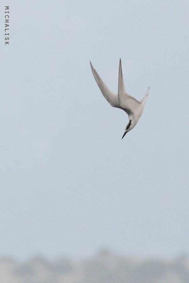 Sandwich Tern - ML647036592