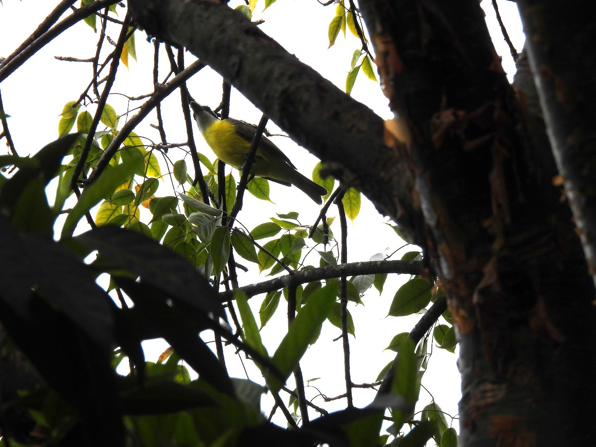 Boat-billed Flycatcher - ML647036594