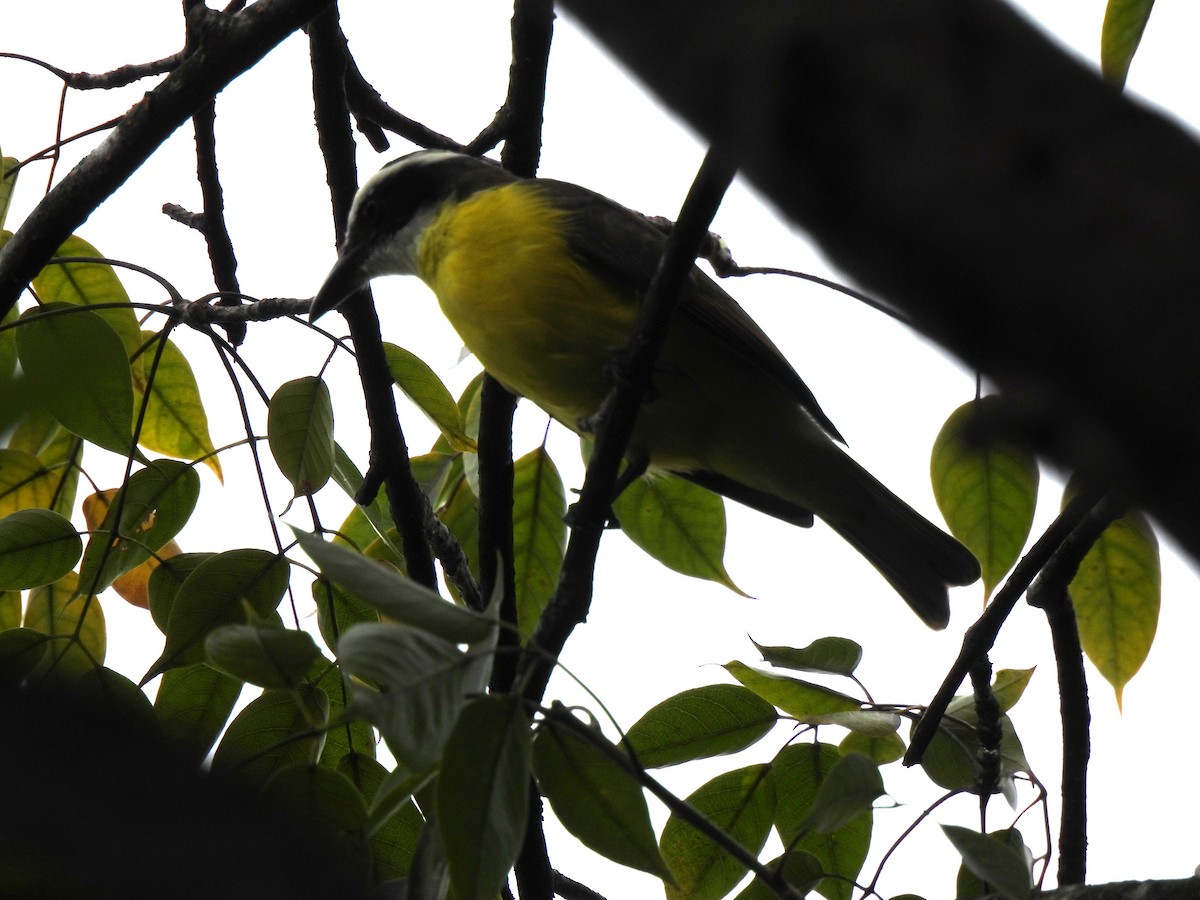 Boat-billed Flycatcher - ML647036595