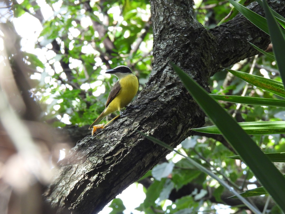 Boat-billed Flycatcher - ML647036596