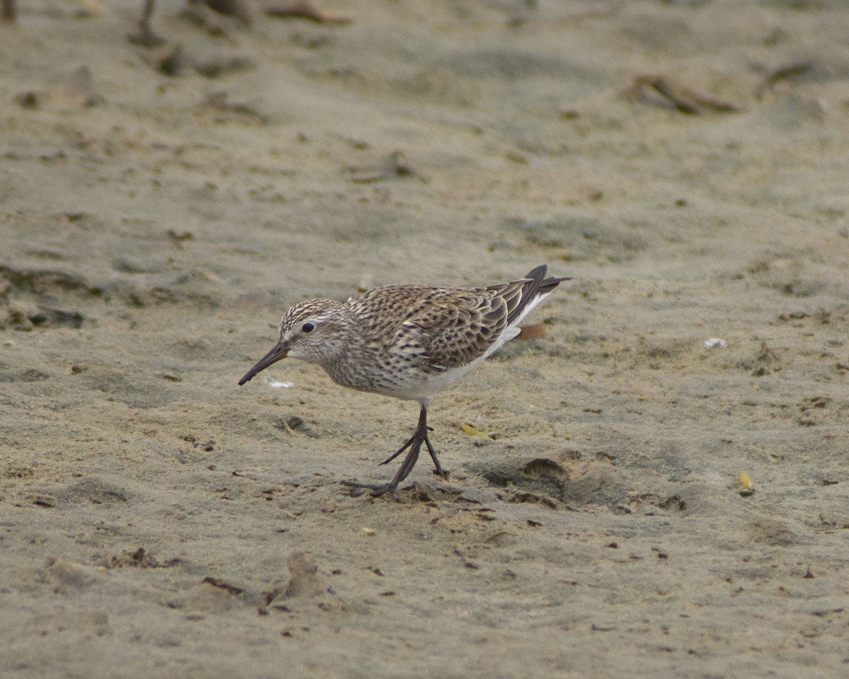 bonapartesnipe - ML647036602