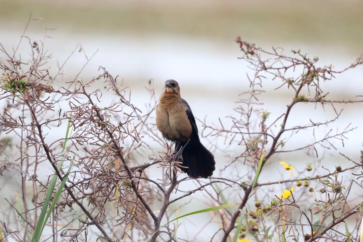 キタオナガクロムクドリモドキ - ML647036609