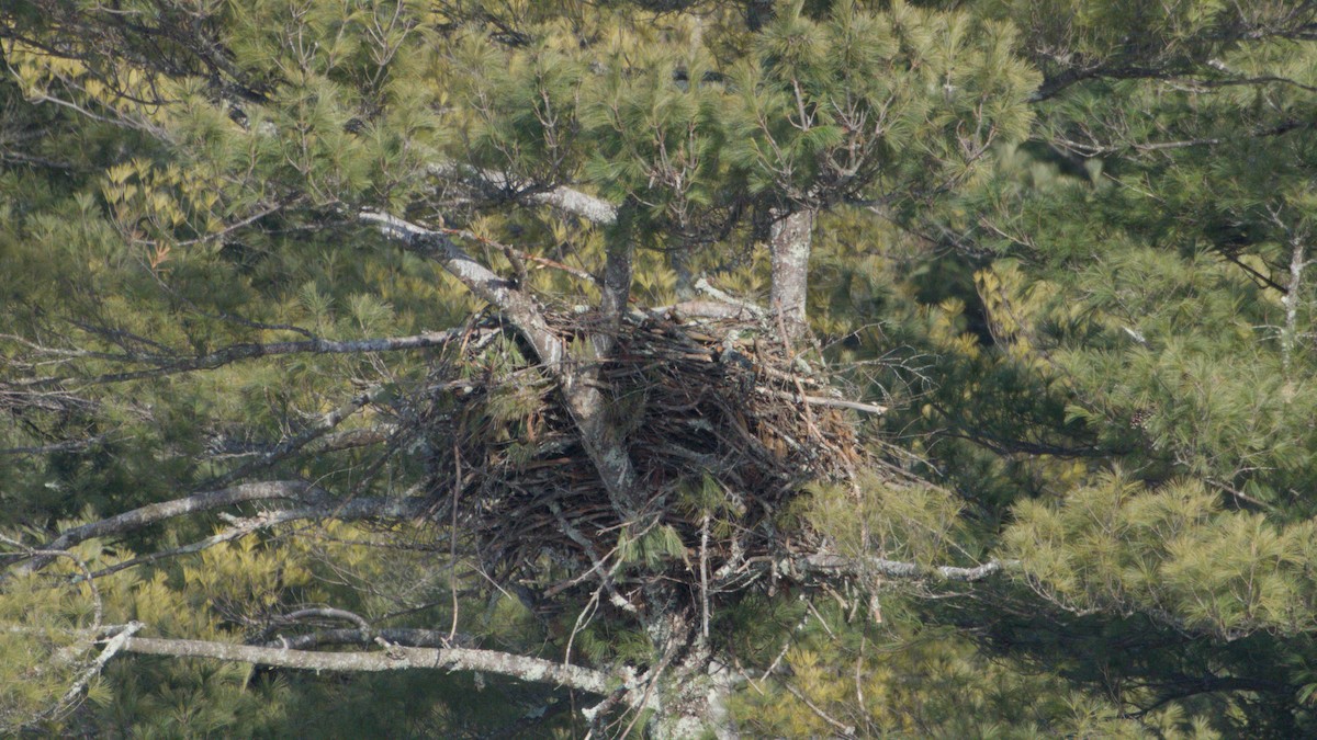Bald Eagle - ML647036621