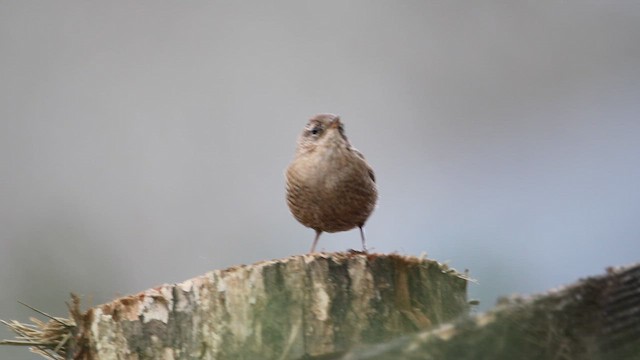 Winter Wren - ML647036622