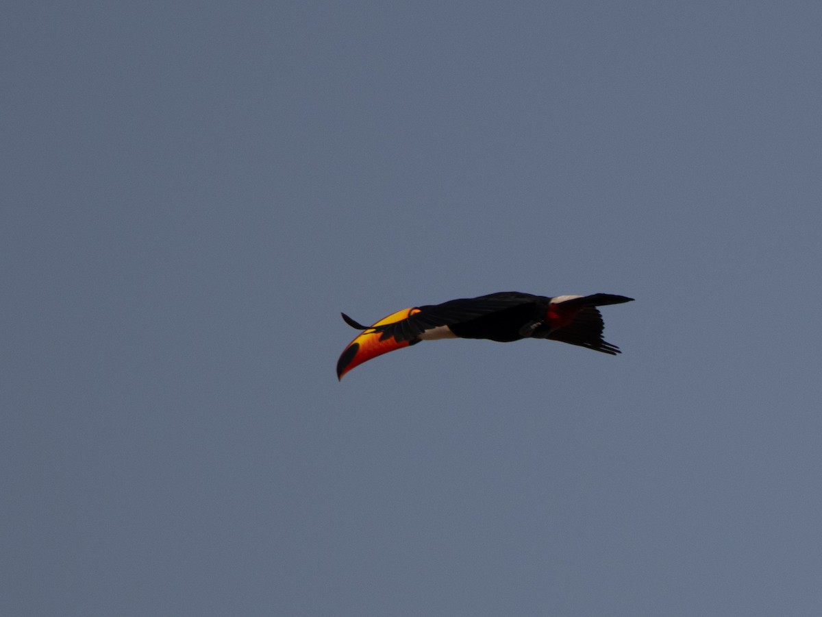 Toco Toucan - ML647036623