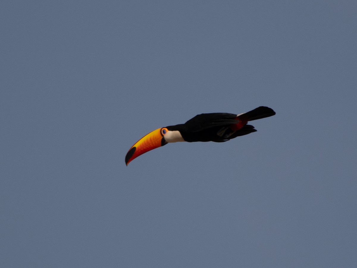 Toco Toucan - ML647036624