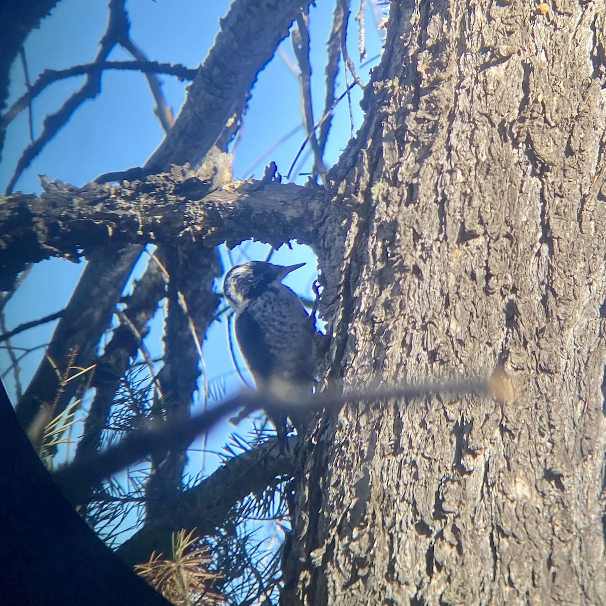 American Three-toed Woodpecker - ML647036628