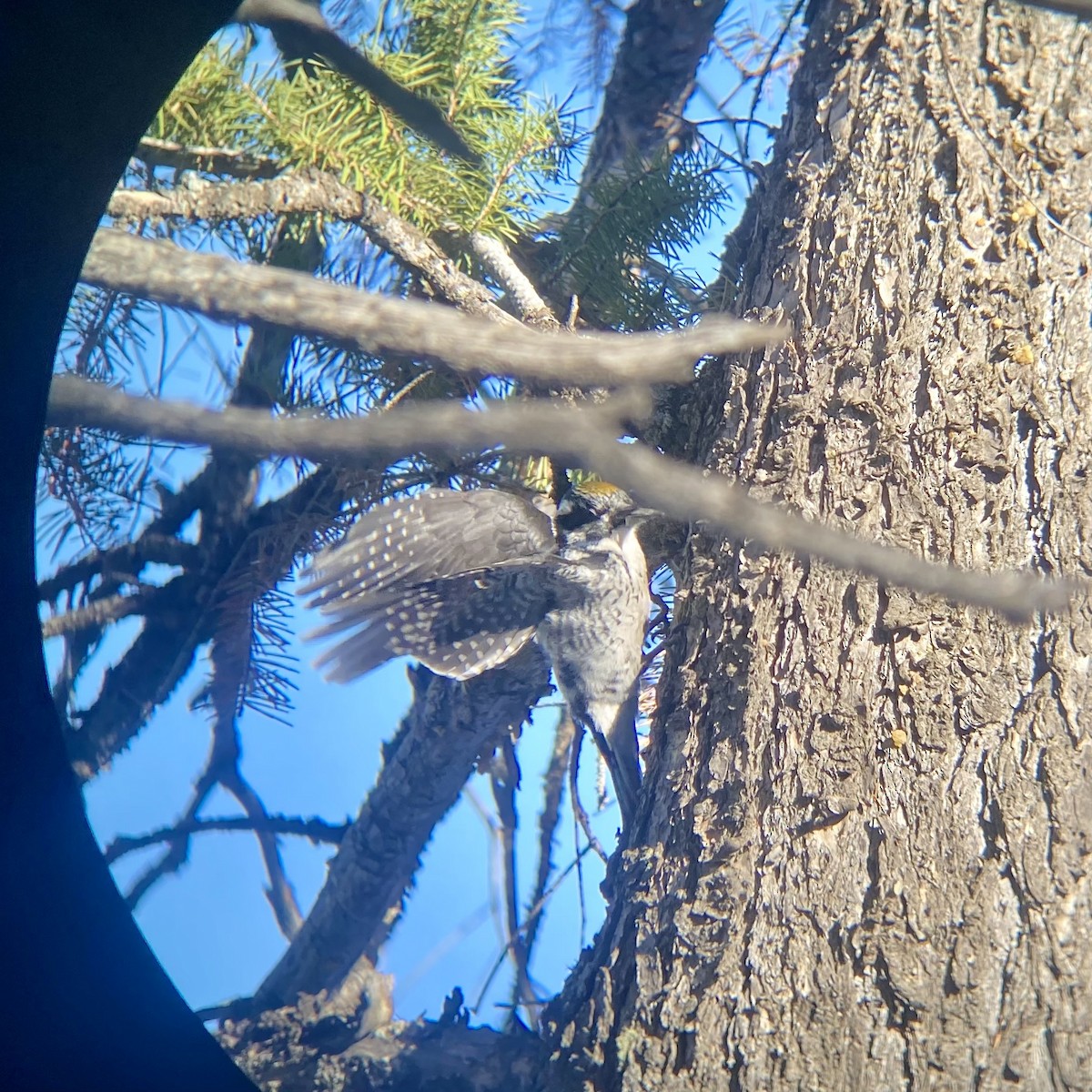 American Three-toed Woodpecker - ML647036629