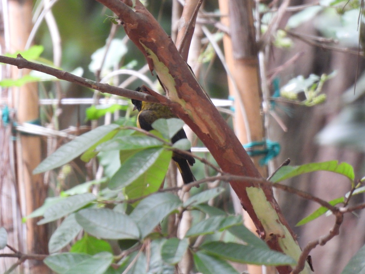 Black-headed Siskin - ML647036645