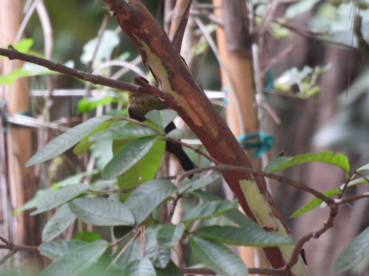 Black-headed Siskin - ML647036646