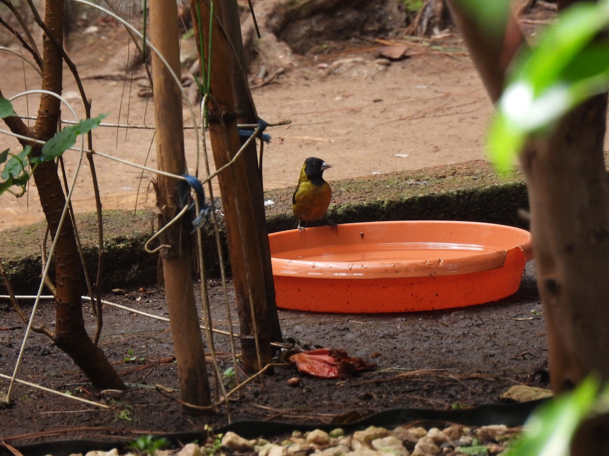 Black-headed Siskin - ML647036647