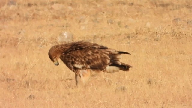 עיט שמש - ML647036677
