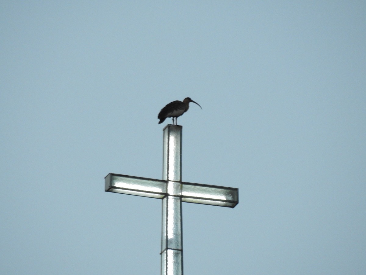 gulhalsibis - ML647036699