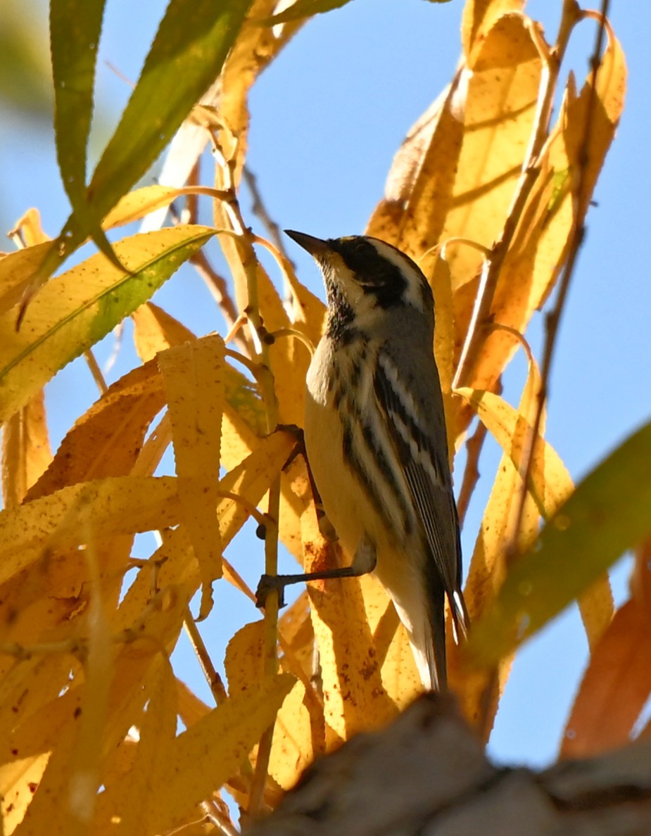 Kara Şeritli Ötleğen - ML647036771