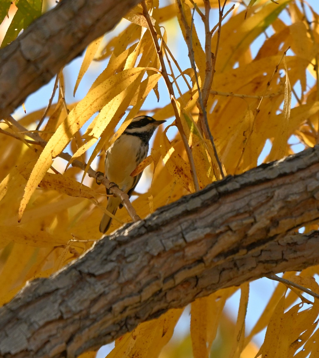 Kara Şeritli Ötleğen - ML647036772