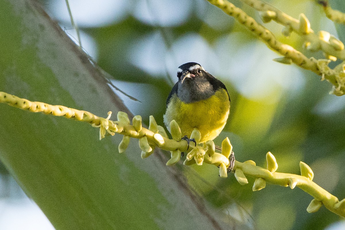 Sucrier à ventre jaune - ML647036784
