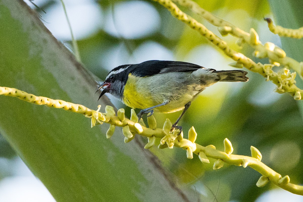 Sucrier à ventre jaune - ML647036785