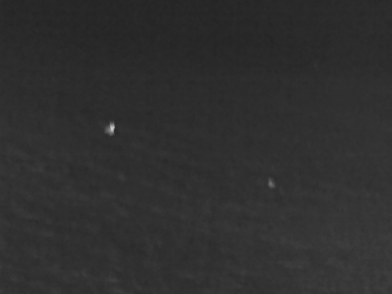 Eurasian Woodcock - ML647036786