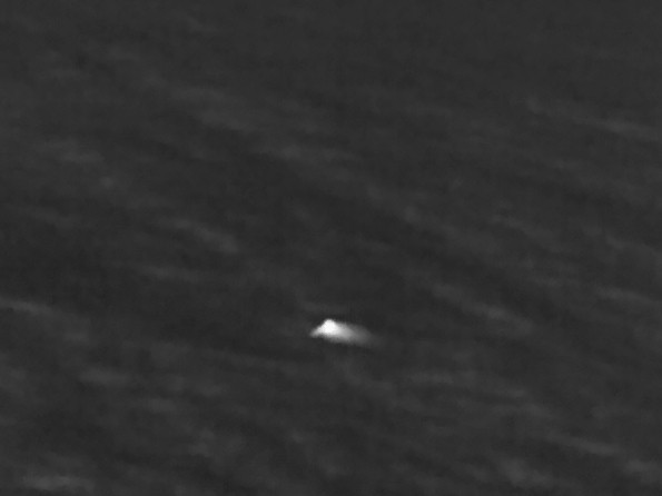 Eurasian Woodcock - ML647036787