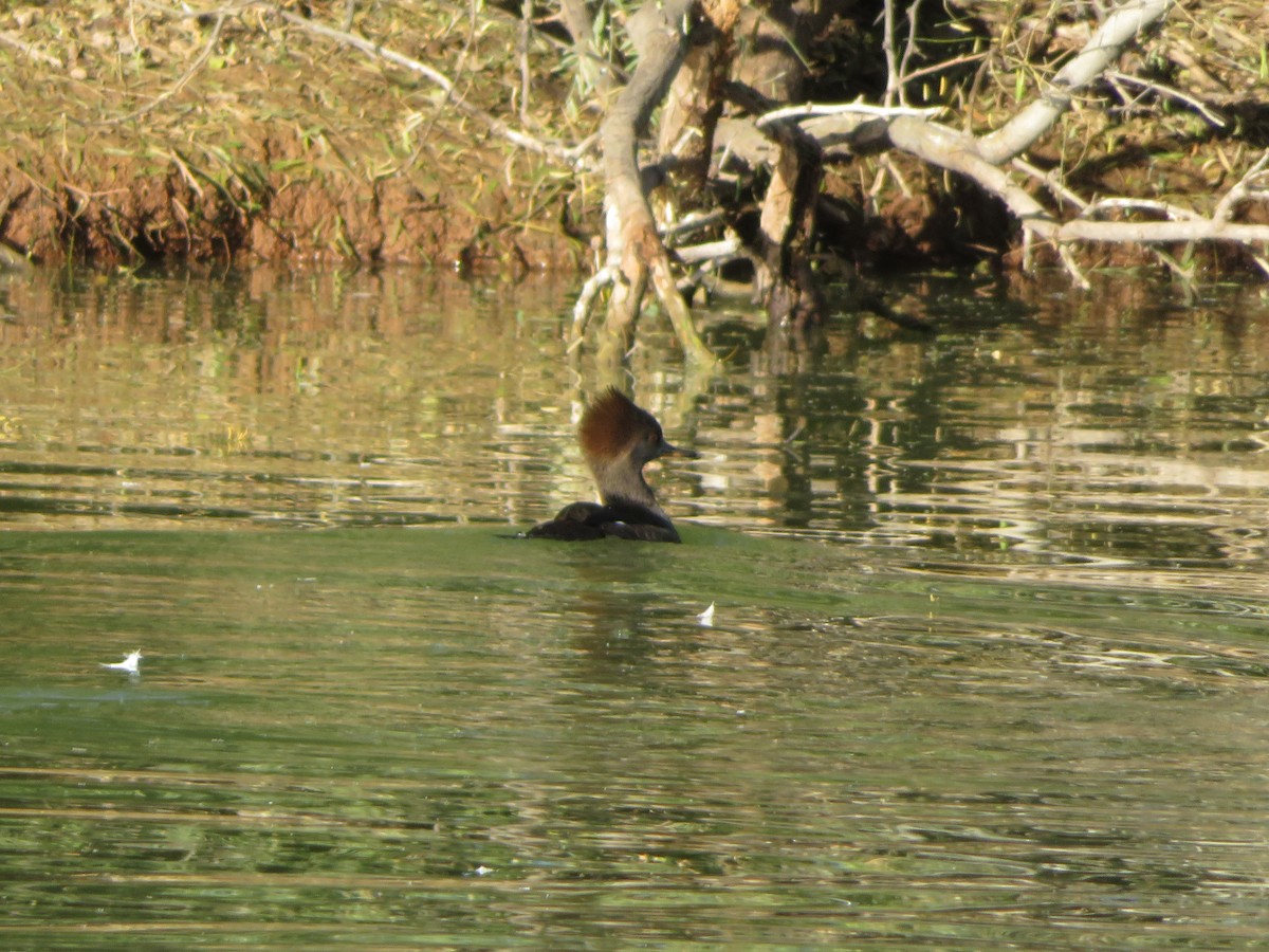 Hooded Merganser - ML647036809