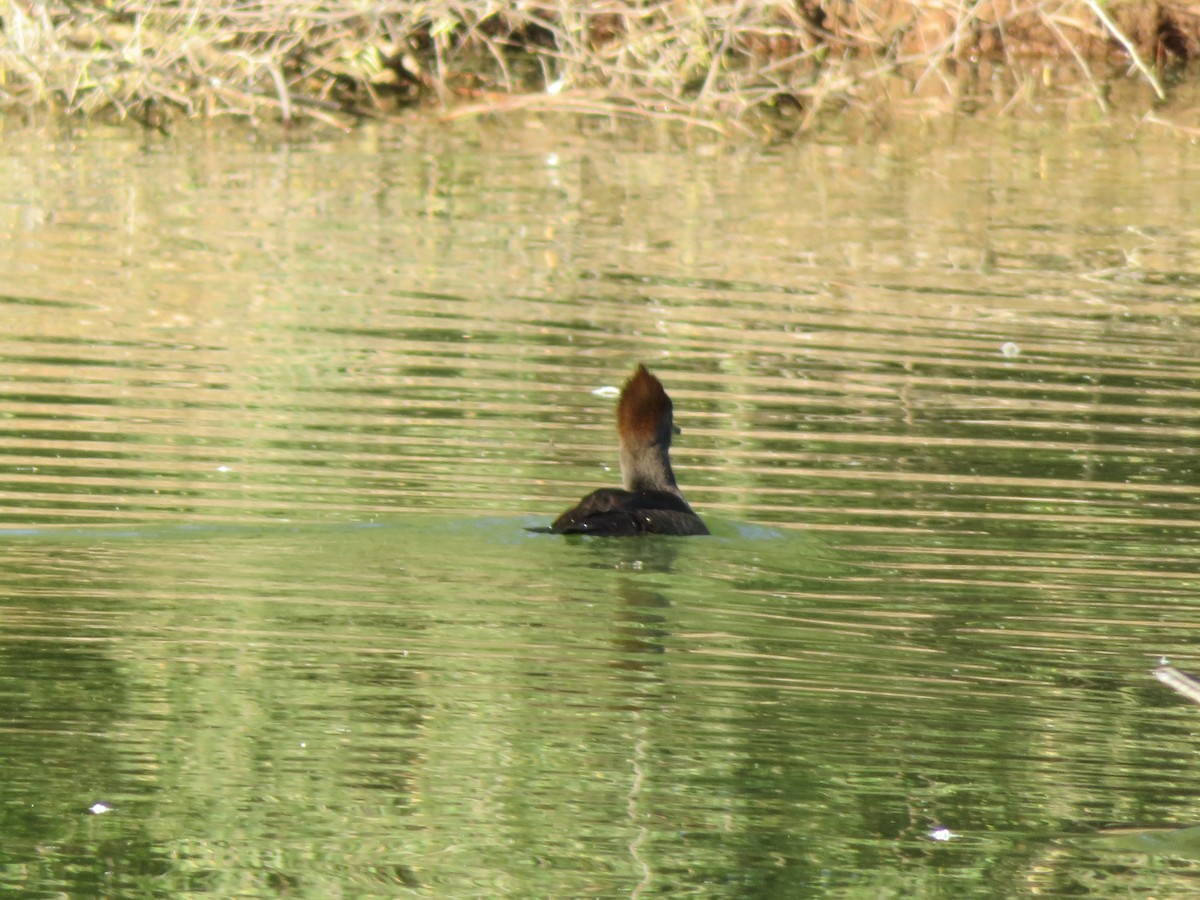 Hooded Merganser - ML647036810