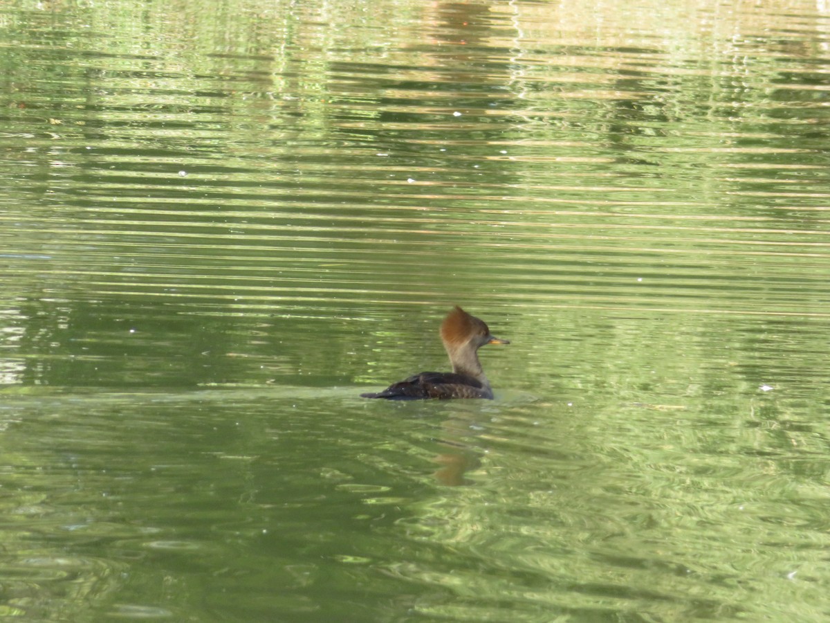 Hooded Merganser - ML647036811
