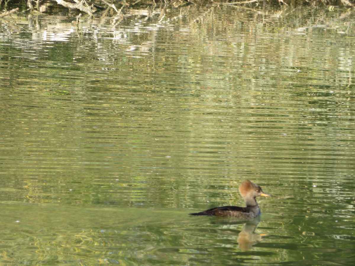 Hooded Merganser - ML647036812