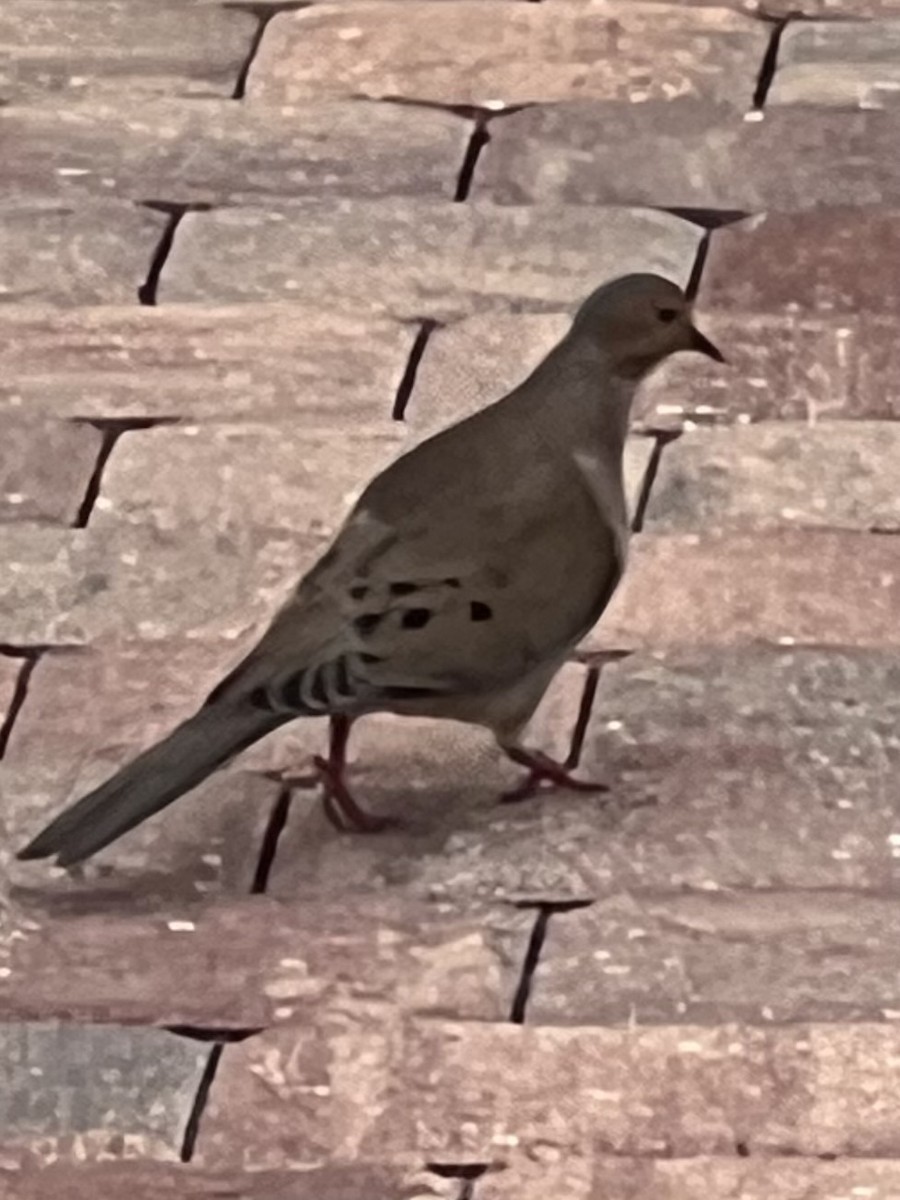 Mourning Dove - ML647036830