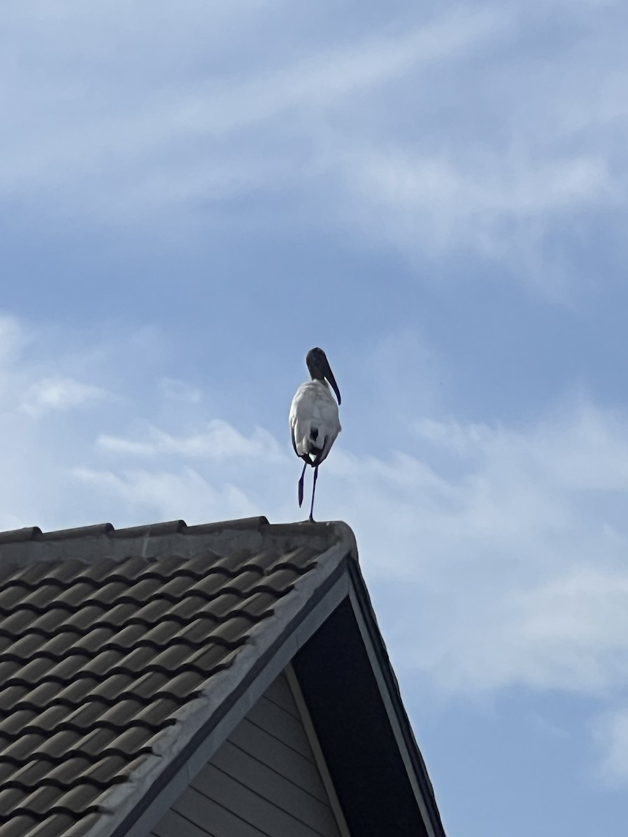 Wood Stork - ML647036866