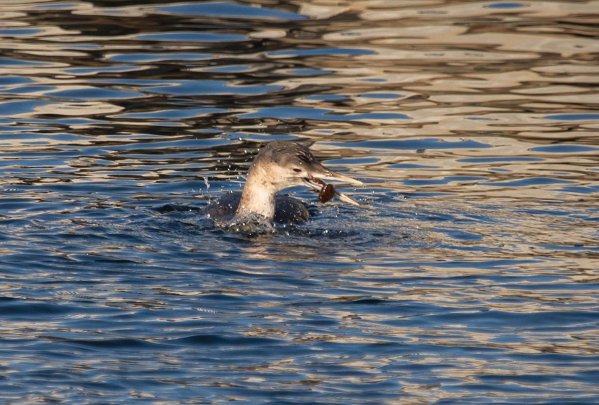 Yellow-billed Loon - ML647036876