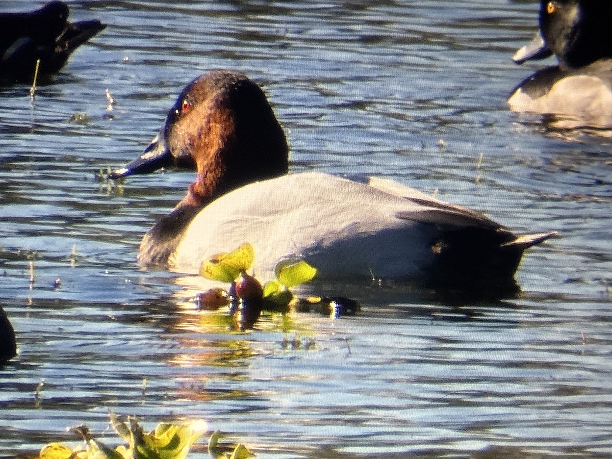 Murgilari bizkarzuria - ML647036929