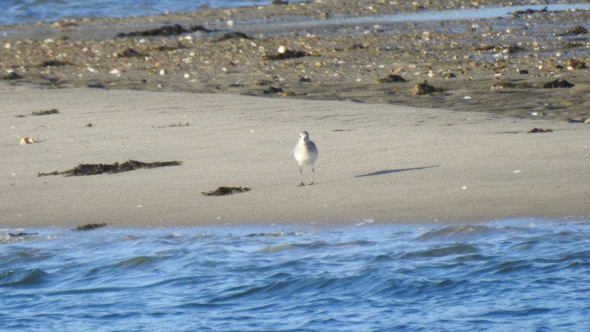 Gümüş Yağmurcun - ML647036945