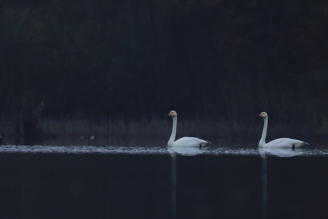 Whooper Swan - ML647036946