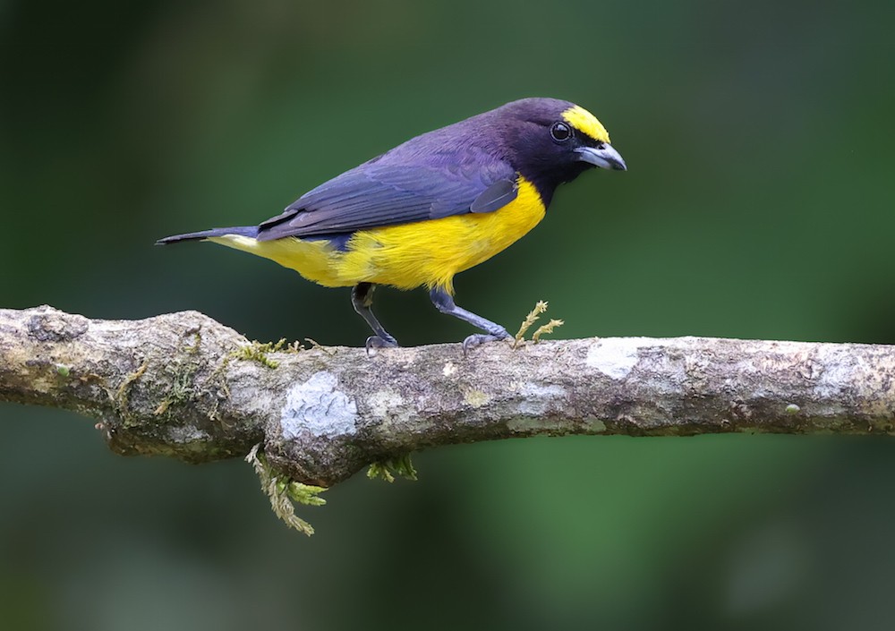 White-vented Euphonia - ML647036950