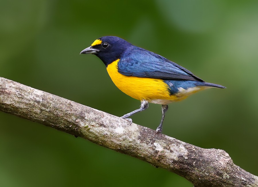 White-vented Euphonia - ML647036951
