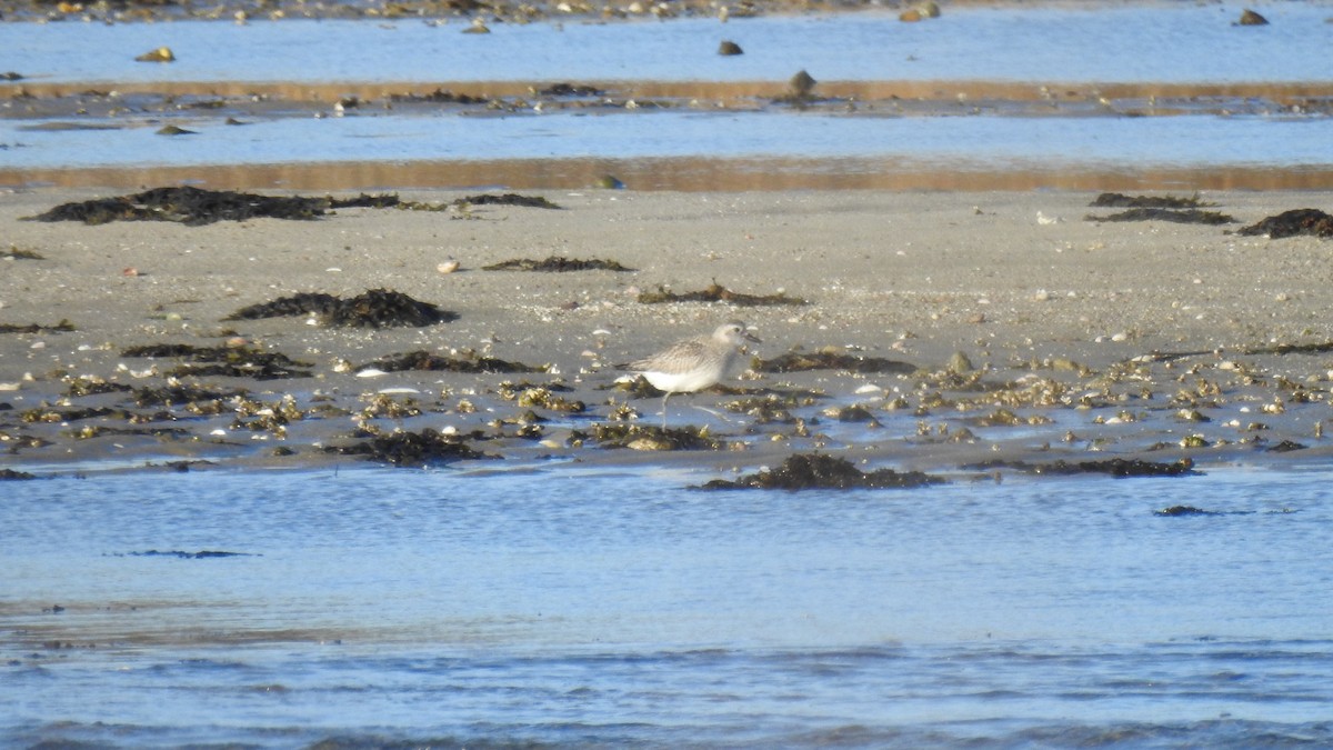 Gümüş Yağmurcun - ML647036963