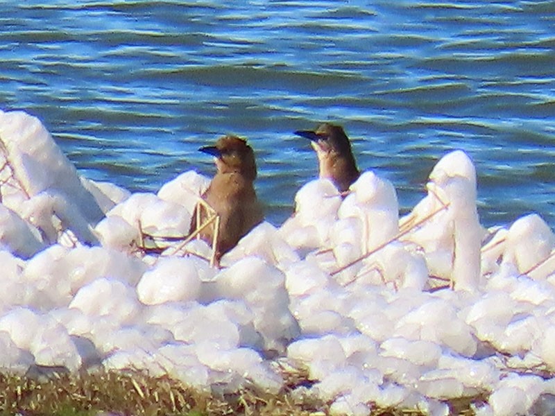 キタオナガクロムクドリモドキ - ML647036968