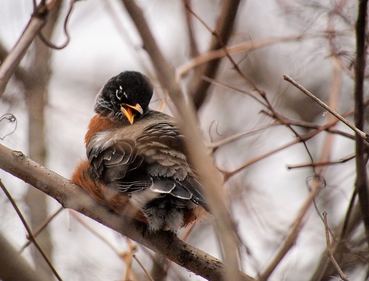 American Robin - ML647036976