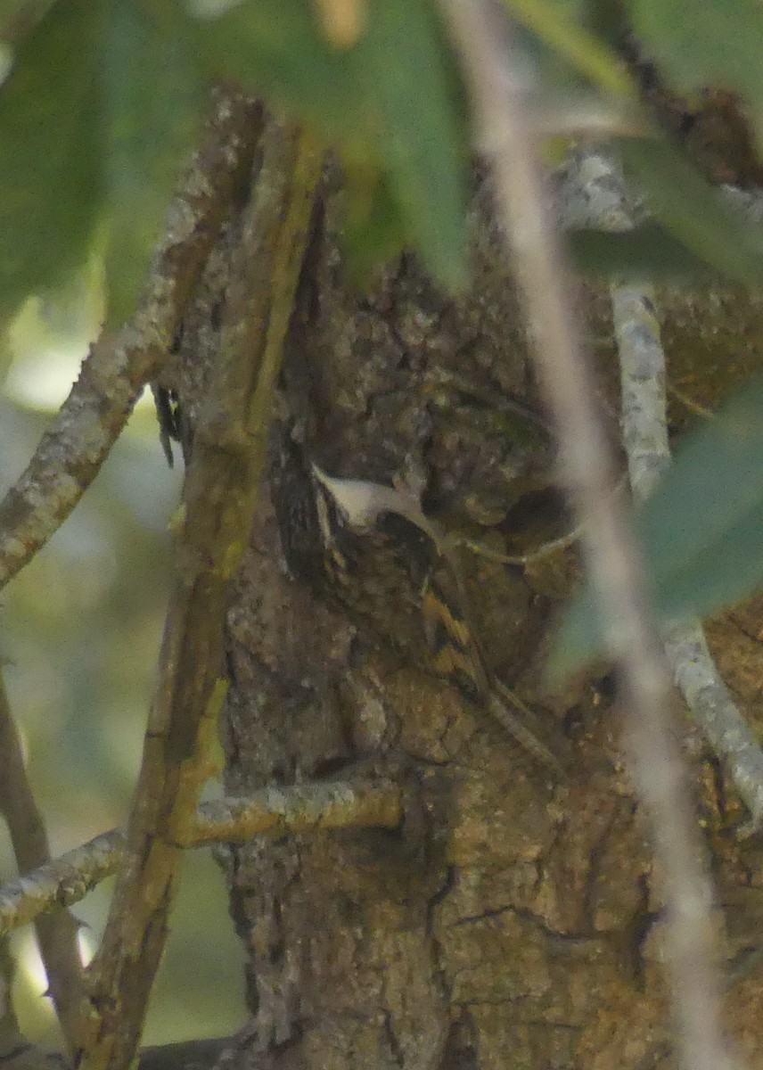 Bar-tailed Treecreeper - ML647036981