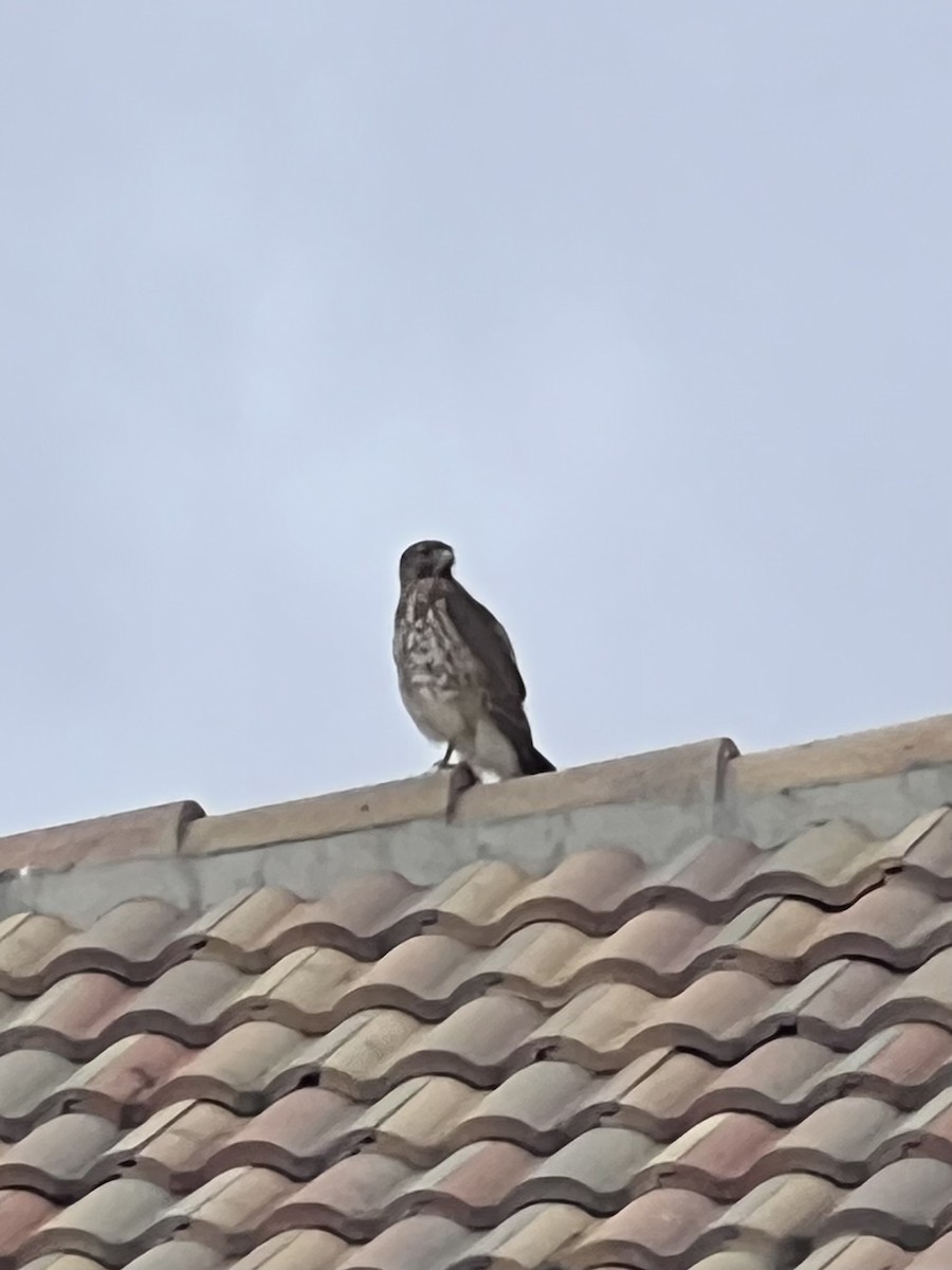 Red-shouldered Hawk - ML647036983