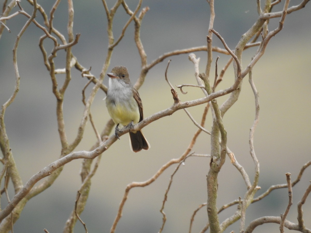 Желтобрюхая эления - ML647036984