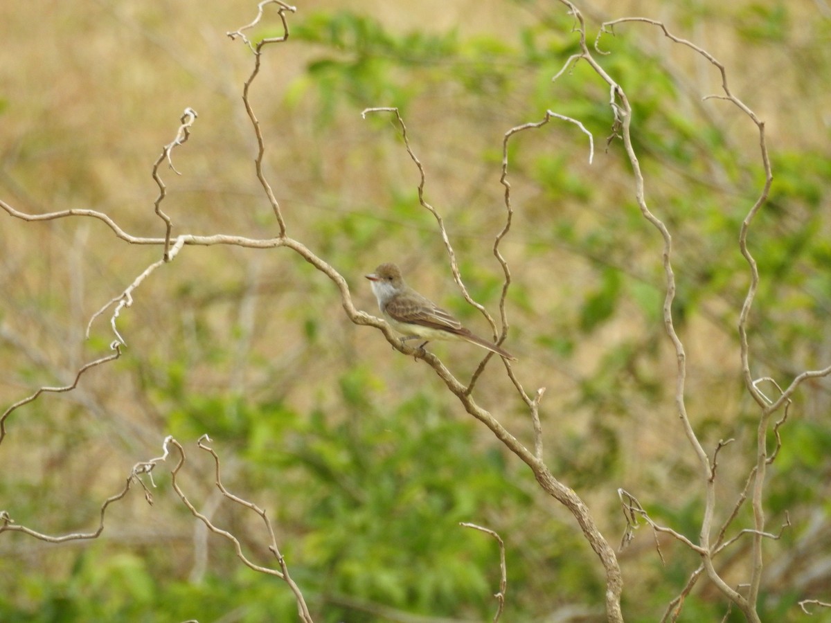 Swainson's Flycatcher - ML647036989