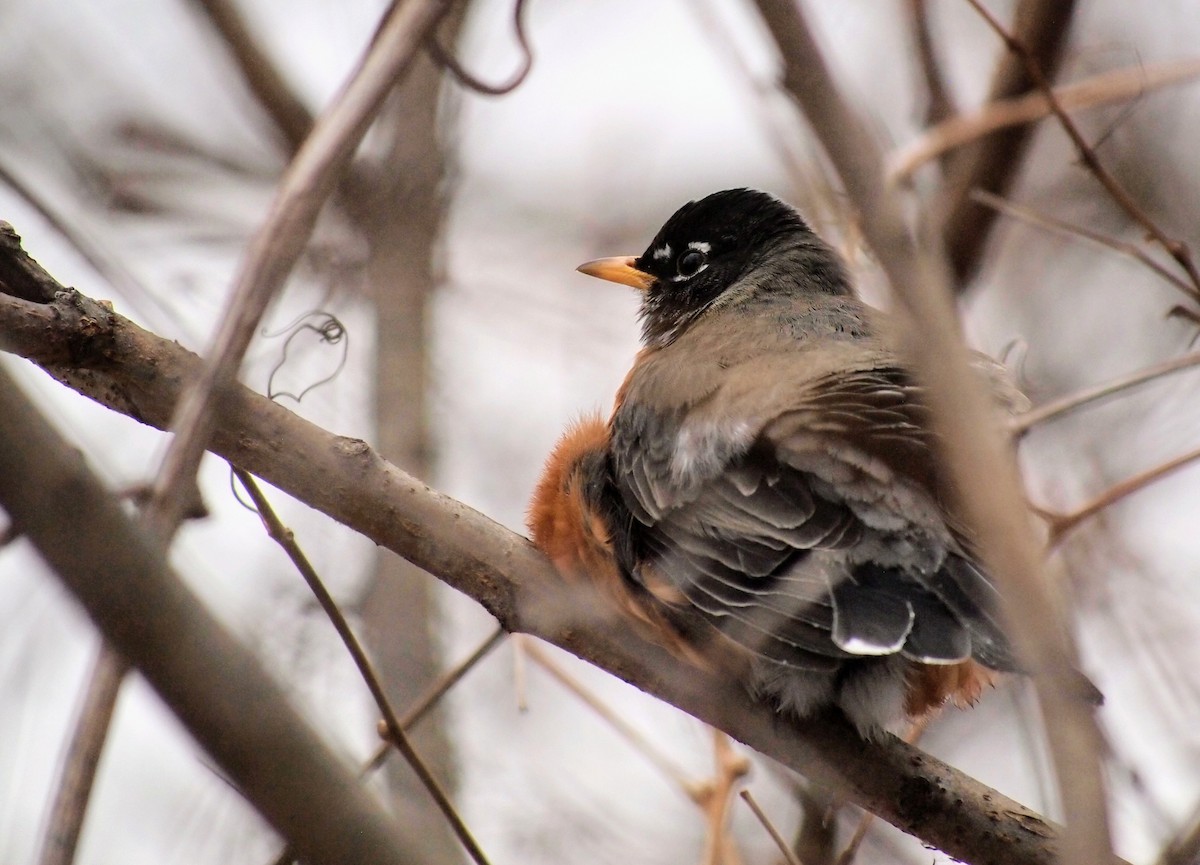 American Robin - ML647036991